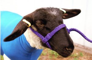 5/8" Braided Sheep Halter-Ram Size